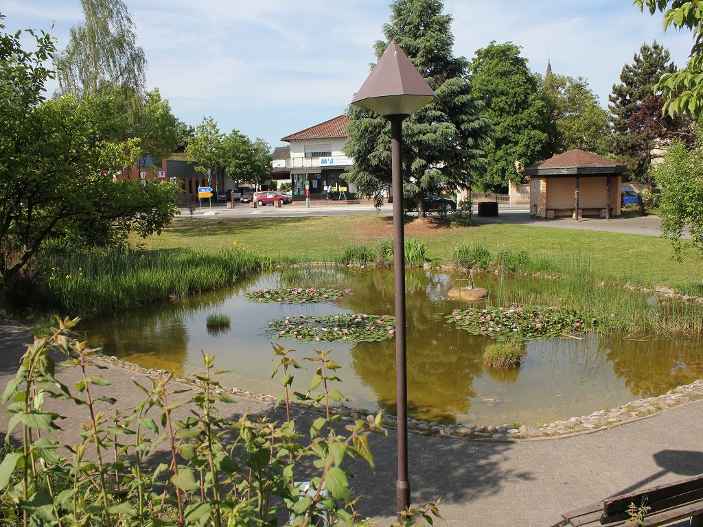 Seerosenzeit im Wöllsteiner Freizeitgelände